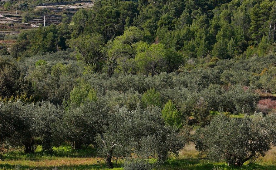Pitve Village of Pitve – The Island — Villas Hvar