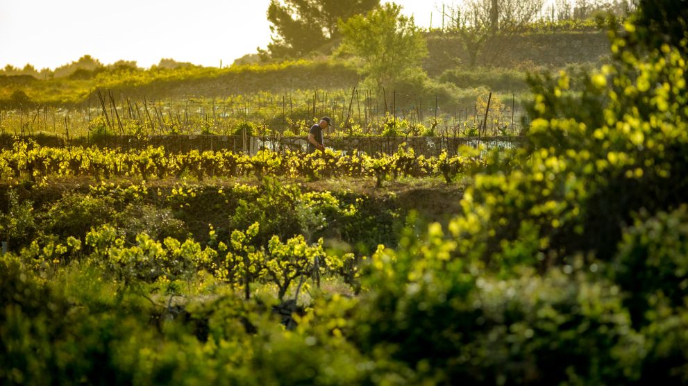 Wine &amp; Culinary Tasting Experience