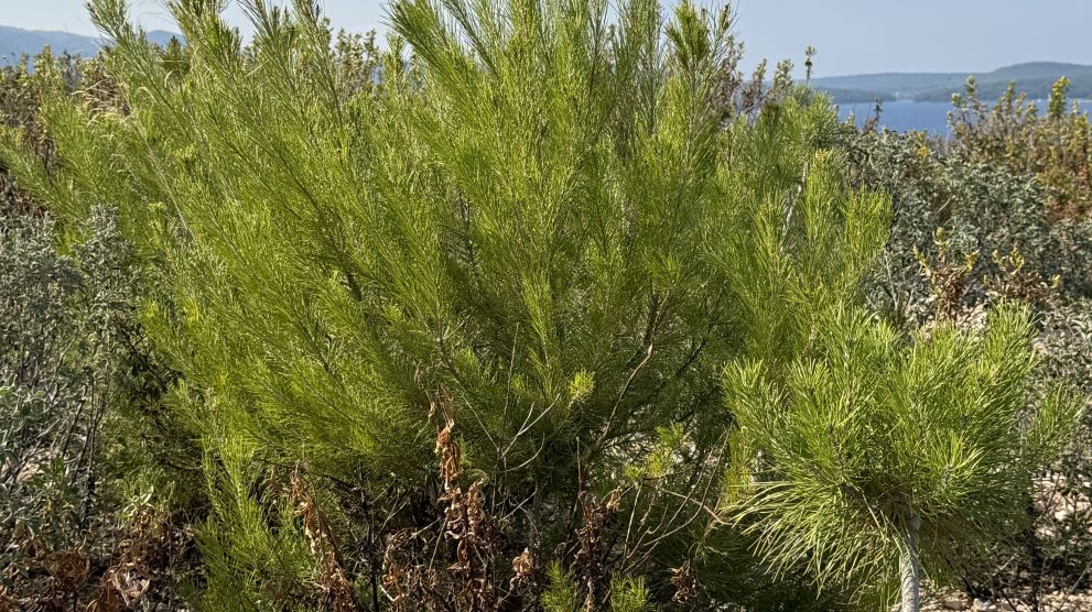 Villas Hvar Hero Image