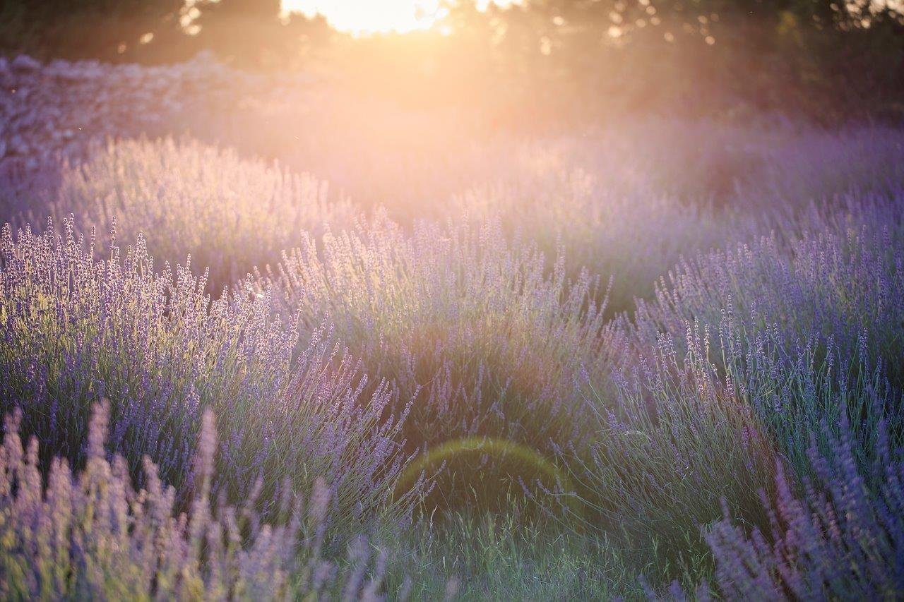 Lavender field