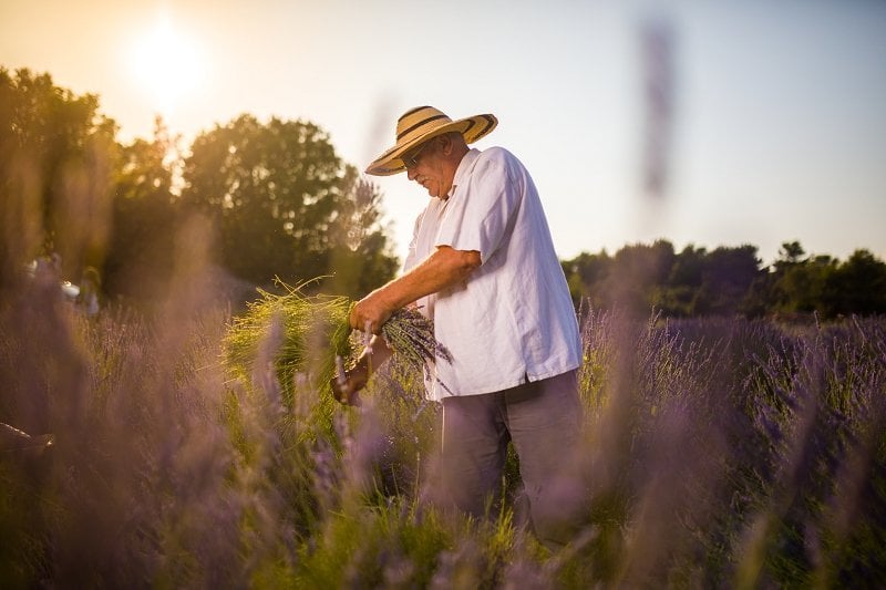 Lavender festival