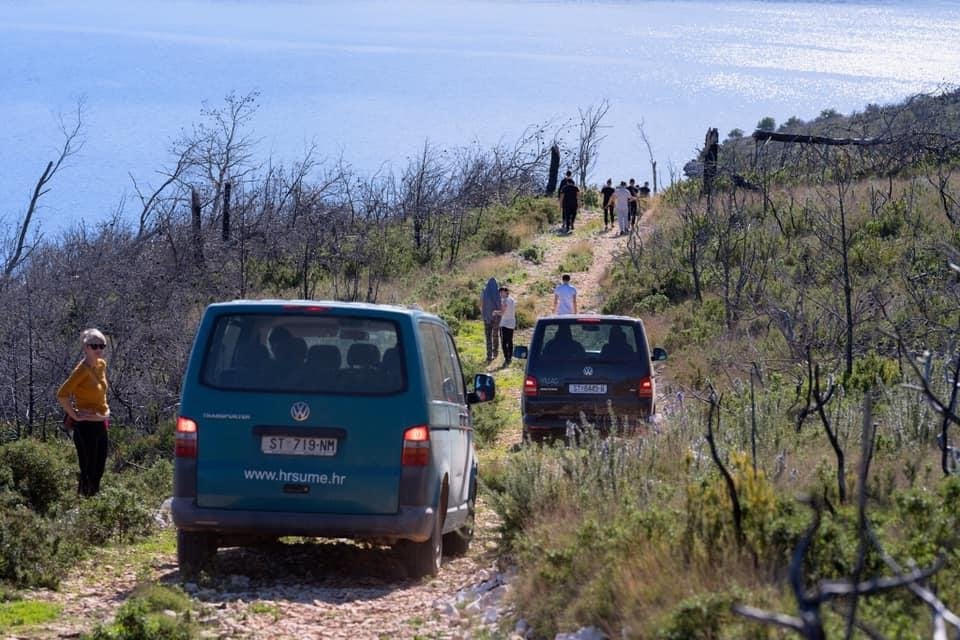 plant tree on Hvar Island