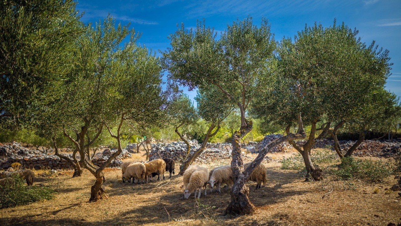 Hvar field with sheep
