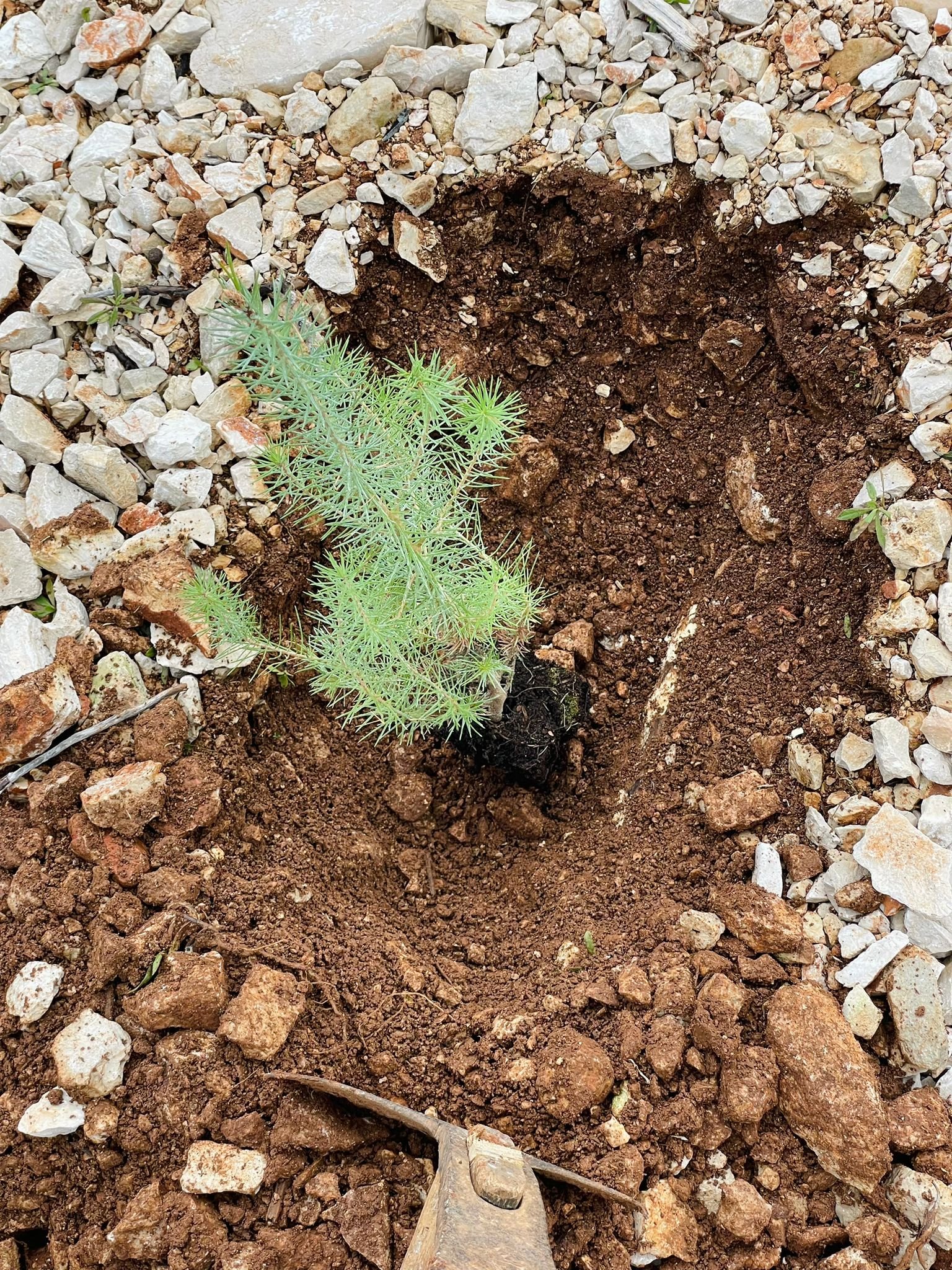 Villas Hvar planting trees