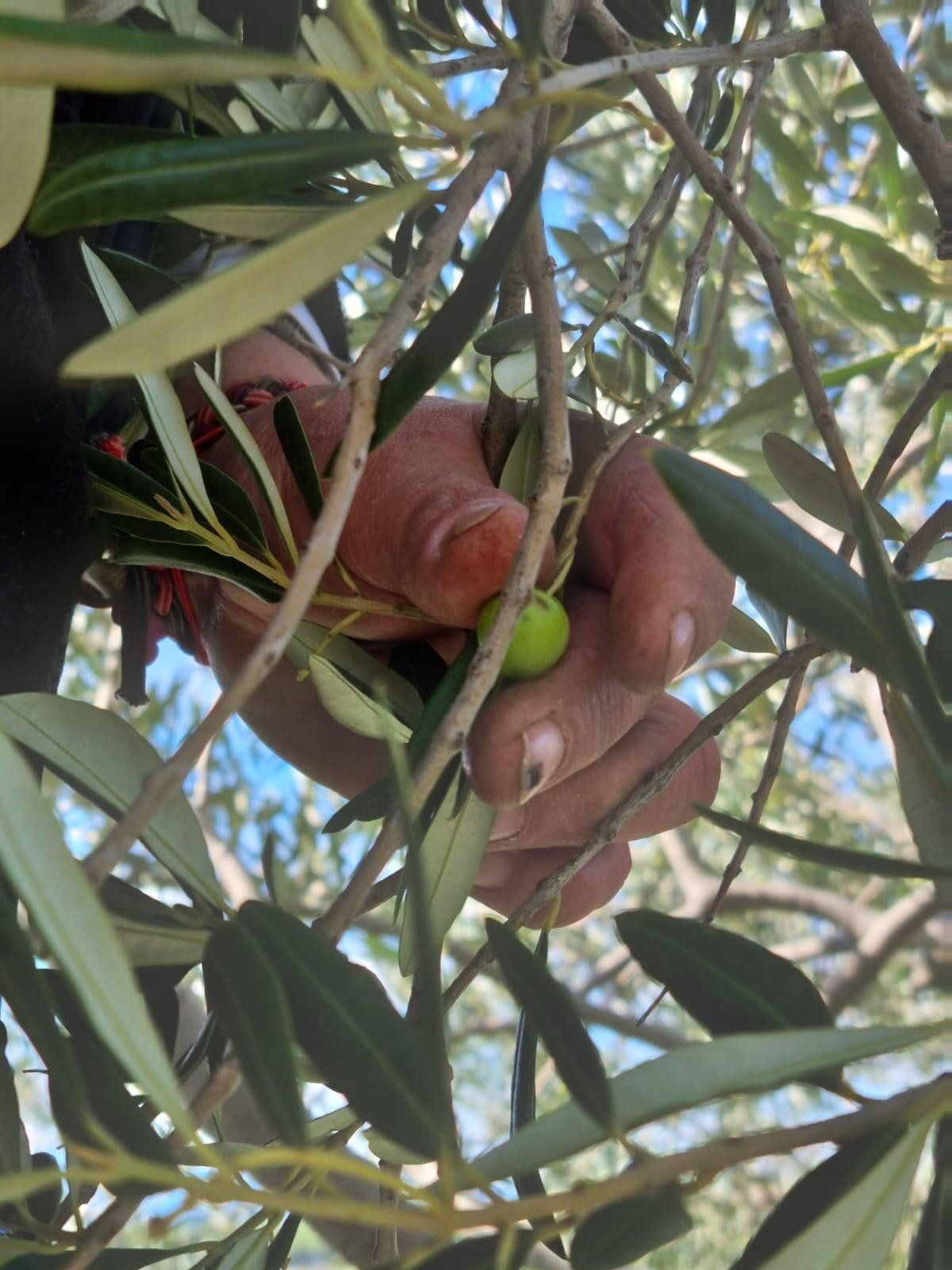 olive